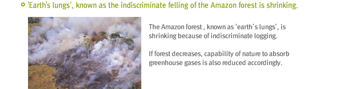 Earth`s lungs, Known as the indiscriminate felling of the Amazon forest is shrinking.